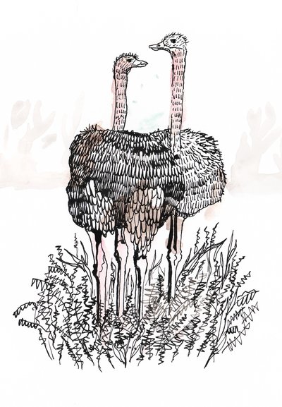 火烈鸟，2018（钢笔和墨水） 作者 夏洛特奥尔