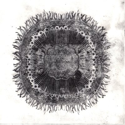 植物细胞，2019年（干点蚀刻）。 作者 夏洛特奥尔
