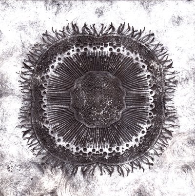 植物细胞，2019年（干点蚀刻）。 作者 夏洛特奥尔