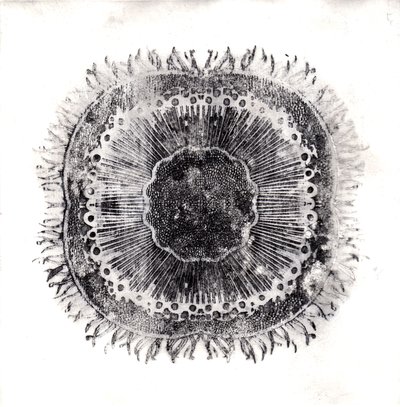 植物细胞，2019年（干点蚀刻）。 作者 夏洛特奥尔