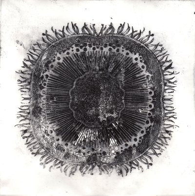 植物细胞，2019年（干点蚀刻）。 作者 夏洛特奥尔