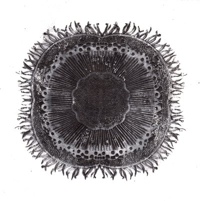 植物细胞，2019年（干点蚀刻）。 作者 夏洛特奥尔