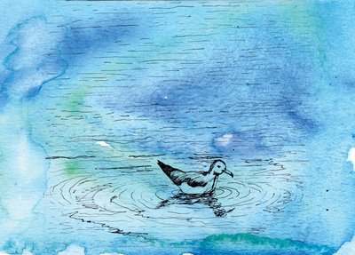 海鸥的故事》，2020年（水彩和钢笔）。 作者 夏洛特奥尔