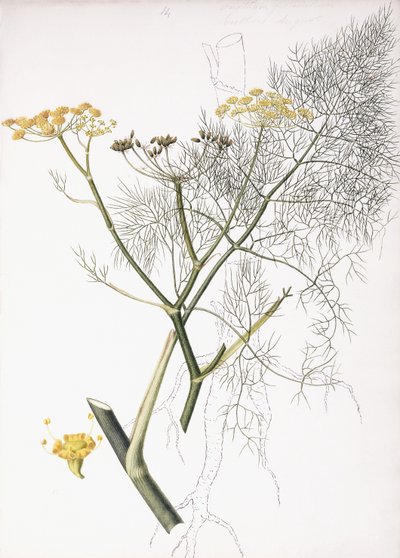 植物研究，1822-1845年 作者 夏洛特·斯特里克兰