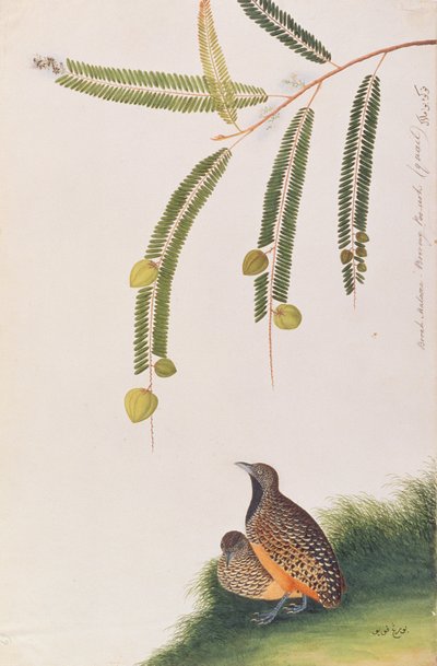 Barred Buttonquail，来自马六甲的鸟类画，c.1805-18（纸上写着） 作者 中文学校
