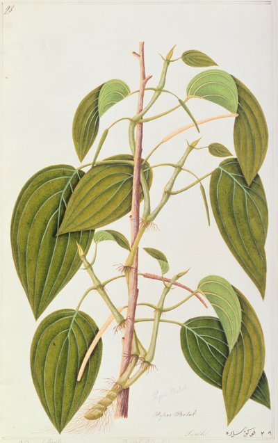槟榔叶，来自马六甲药用植物的五十五幅图，第1卷，第1805-18页（纸上写着） 作者 中文学校