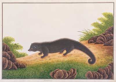 Binturong，来自马六甲的动物，昆虫和爬行动物图画，c.1805-18（wc＆gouache on paper） 作者 中文学校