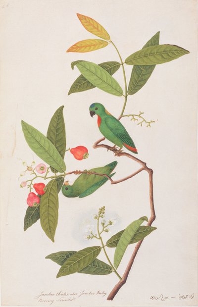 蓝冠鹦鹉，来自马六甲的鸟类画，c.1805-18（纸上写着） 作者 中文学校
