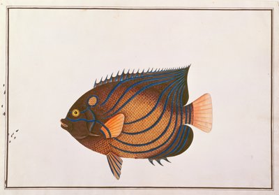 蓝环神仙鱼，来自马六甲的鱼类图画，c.1805-18（纸上写着） 作者 中文学校