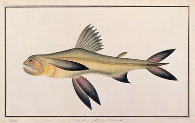 孟买鸭，来自马六甲的鱼图，c.1805-18（纸上写着） 作者 中文学校