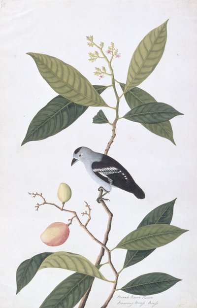 Booah Nawa Hawa，来自马六甲的鸟类画，c.1805-18（纸上写着） 作者 中文学校