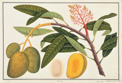 Buihang Mangifera，来自马六甲的植物图，c.1805-18（纸上写着） 作者 中文学校
