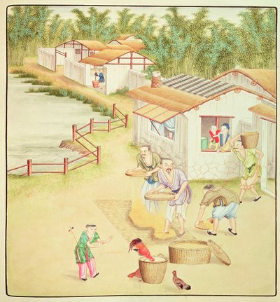 中国农民筛选大米 作者 中文学校