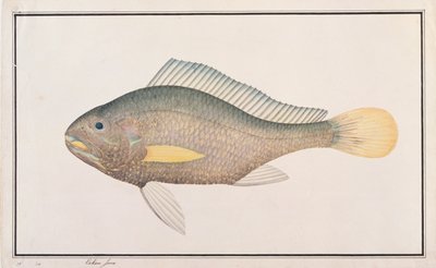Croaker，来自马六甲的鱼的图纸，c.1805-18（纸上的wc） 作者 中文学校