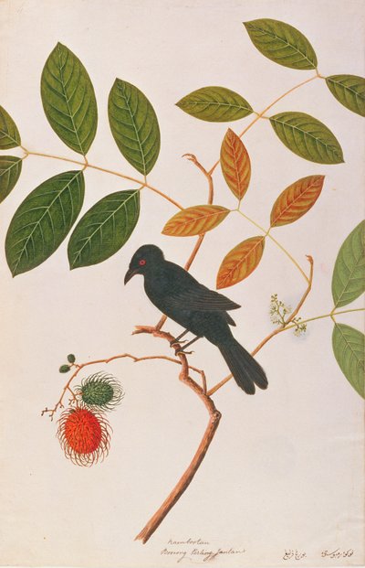 来自马六甲的鸟类绘画的Crow-billed Drongo，c.1805-18（纸上写着） 作者 中文学校