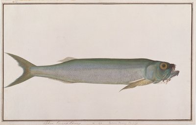 Dorab Wolf-herring，来自马六甲的鱼类绘画，c.1805-18（纸上写着） 作者 中文学校