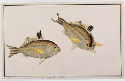 Eekan King-kerong，来自马六甲的鱼类画，c.1805-18（纸上写着） 作者 中文学校