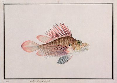 Eekan Linqah Singah，来自马六甲的鱼类画，c.1805-18（纸上写着） 作者 中文学校