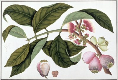 Eugenia或Jamboo Teloie poote，来自马六甲的植物图纸，c.1805-18（纸上写着） 作者 中文学校