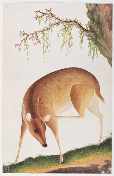 小鹿，来自马六甲的动物，昆虫和爬行动物图画，c.1805-18（wc和纸上水粉） 作者 中文学校
