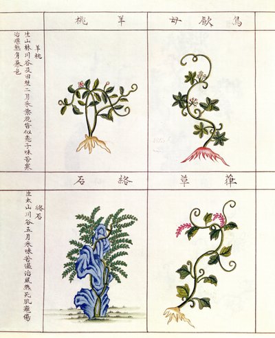 来自Pen Tsao的四种植物，一种药用植物的集合，18-19世纪 作者 中文学校