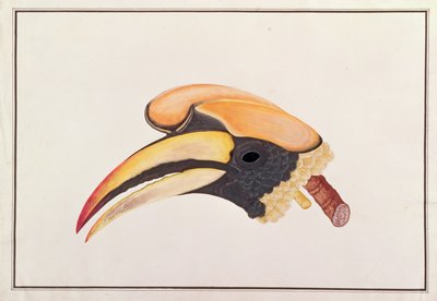 伟大的犀鸟，来自马六甲的鸟类画，c.1805-18（纸上写着） 作者 中文学校