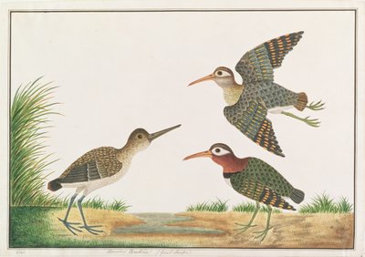 来自马六甲的鸟类画，更高的彩绘狙击，c.1805-18（纸上写着） 作者 中文学校