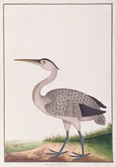苍鹭，来自马六甲的鸟类图画，c.1805-18（纸上写着） 作者 中文学校