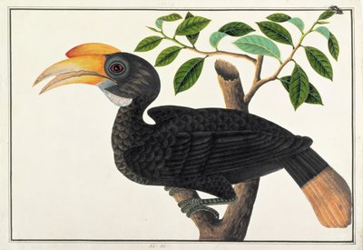 Ke ke，来自马六甲的鸟类画，c.1805-18（纸上写着） 作者 中文学校