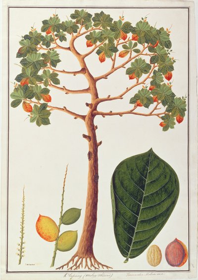 Klapang Terminalia Molucana或马来杏仁，来自马六甲的植物图纸，c.1805-18（纸上写着） 作者 中文学校