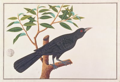 Koel，来自马六甲的鸟类画，c.1805-18（纸上写着） 作者 中文学校