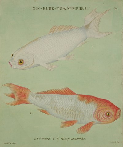 Nacre，The Rougi-Members，由Francois Nicholas Martinet雕刻（1731-p.1796）（印刷品） 作者 中文学校