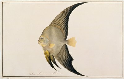 长鳍蝙蝠鱼，来自马六甲的鱼类图画，c.1805-18（纸上写着） 作者 中文学校