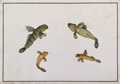 Mud Fish，Bloodo chiena，Bloodo La-ore，来自马六甲的鱼类图画，c.1805-18（纸上写着） 作者 中文学校