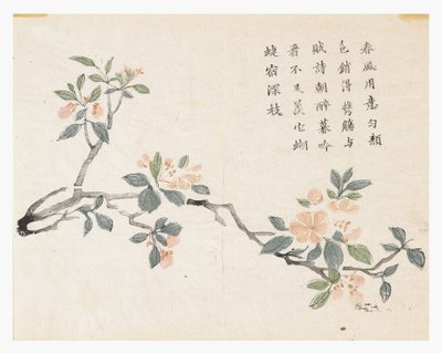 芥菜园 作者 中文学校