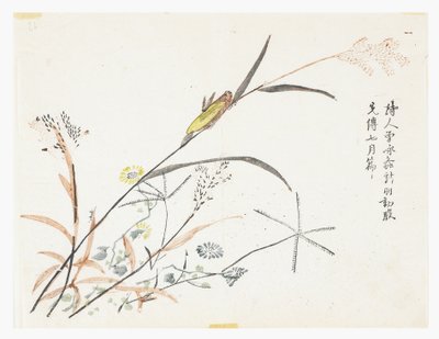 芥菜园 作者 中文学校