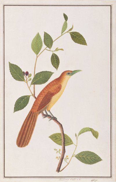 莱佛士·马尔科哈（Raffles Malkoha），来自马六甲的鸟类画，1980年至18-18年（纸上写着） 作者 中文学校