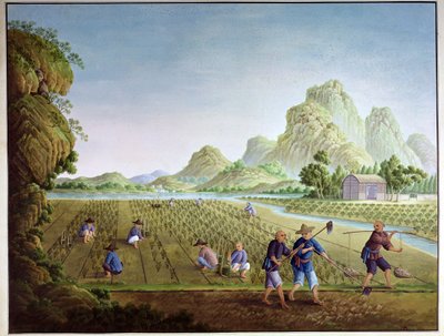 中国水稻种植，移栽植物 作者 中文学校