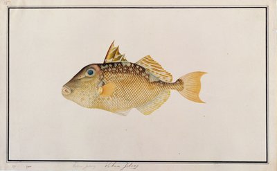 Starry Triggerfish，来自马六甲的鱼图，c.1805-18（纸上写着） 作者 中文学校