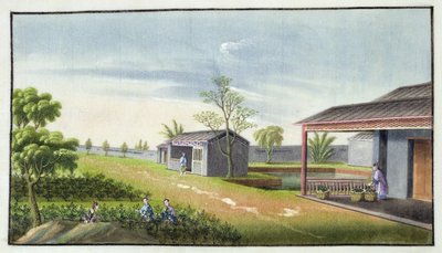 抚育茶叶（纸上的wc） 作者 中文学校