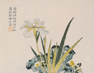 17至18世纪的花园如同芥菜一样大 作者 中文学校