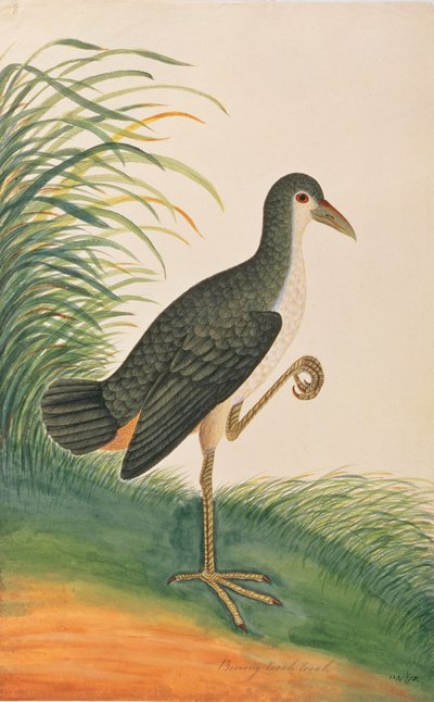 白胸水，来自马六甲的鸟类画，c.1805-18（纸上写着） 作者 中文学校