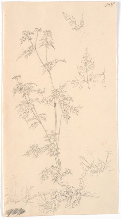 "威尔-佩德西利 作者 克里斯汀·科布（ChristenKøbke）
