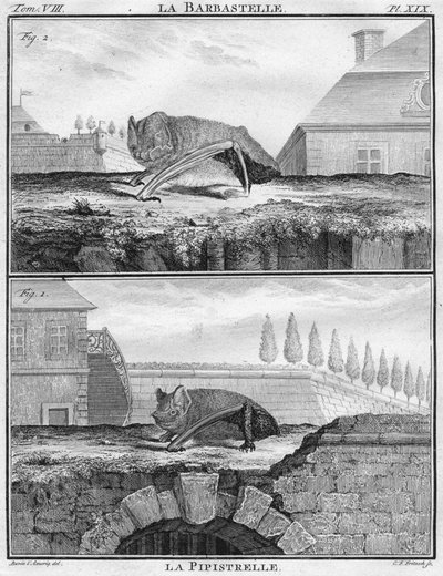 La Barbastelle和La Pipistrelle，c1763。 作者 克里斯蒂安·弗里德里希·弗里茨奇