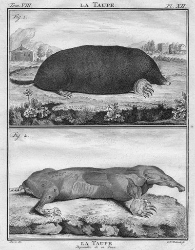 La Mole＆La MauDepoiuilléede son Peau，约c1763。 作者 克里斯蒂安·弗里德里希·弗里茨奇