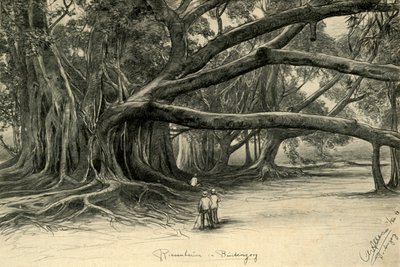 爪哇Buitenzorg的巨树，1898年。   作者 克里斯蒂安·威廉·艾尔斯