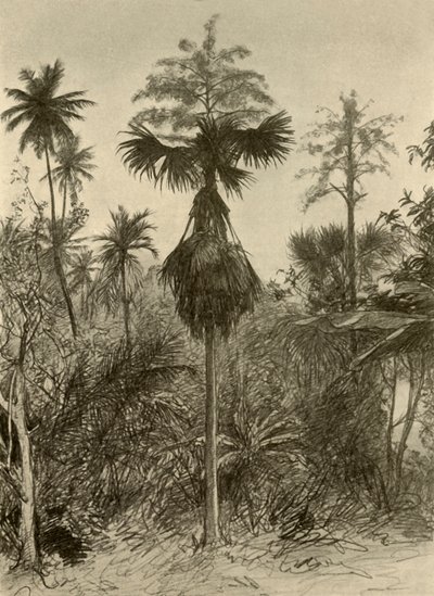 开花后的Talipot棕榈树，锡兰，1898年。 作者 克里斯蒂安·威廉·艾尔斯