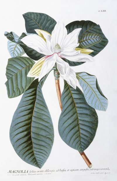 玉兰（1750-1773） 作者 克里斯托夫·雅各布·特鲁