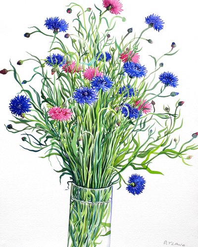 矢车菊（纸上水彩） 作者 克里斯托弗·莱兰