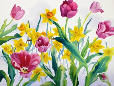 水仙花和郁金香（纸上水彩） 作者 克里斯托弗·莱兰